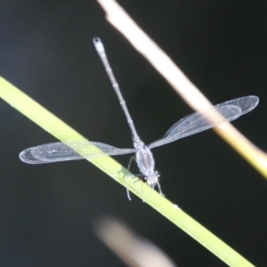 Austroargiolestes icteromelas at Mongarlowe, NSW - 20 Jan 2021