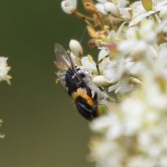 Scaptia sp. (genus) (March fly) at Mongarlowe River - 20 Jan 2021 by LisaH