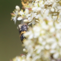 Scaptia sp. (genus) at Mongarlowe, NSW - 20 Jan 2021