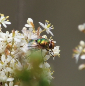 Rutilia sp. (genus) at Mongarlowe, NSW - 20 Jan 2021