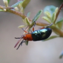 Lamprolina (genus) (Pittosporum leaf beetle) at Mongarlowe River - 20 Jan 2021 by LisaH