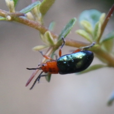 Lamprolina sp01 (Lamprolina discoidalis or Unidentified) at Mongarlowe, NSW - 20 Jan 2021 by LisaH
