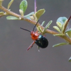 Lamprolina (genus) at Mongarlowe, NSW - 20 Jan 2021