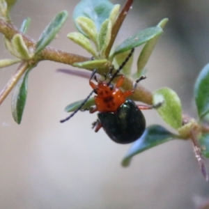 Lamprolina (genus) at Mongarlowe, NSW - 20 Jan 2021