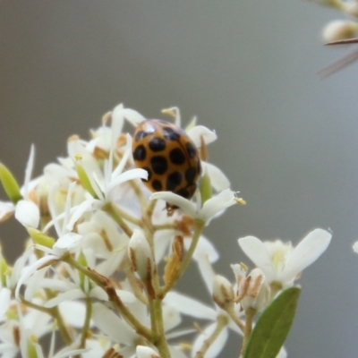 Harmonia conformis (Common Spotted Ladybird) at QPRC LGA - 20 Jan 2021 by LisaH