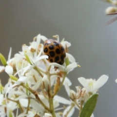 Harmonia conformis (Common Spotted Ladybird) at Mongarlowe, NSW - 20 Jan 2021 by LisaH