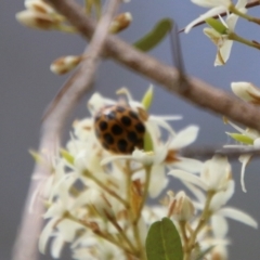 Harmonia conformis at Mongarlowe, NSW - 20 Jan 2021