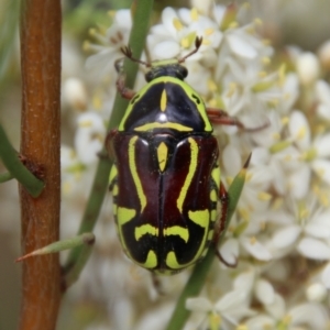 Eupoecila australasiae at Mongarlowe, NSW - 20 Jan 2021