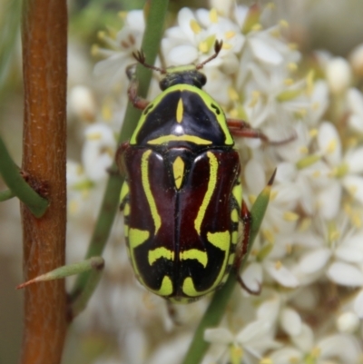 Eupoecila australasiae (Fiddler Beetle) at Mongarlowe River - 20 Jan 2021 by LisaH
