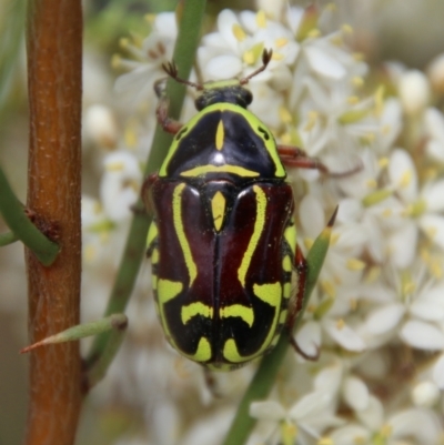 Eupoecila australasiae (Fiddler Beetle) at QPRC LGA - 20 Jan 2021 by LisaH