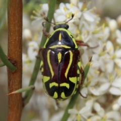 Eupoecila australasiae (Fiddler Beetle) at Mongarlowe, NSW - 20 Jan 2021 by LisaH
