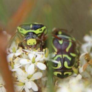 Eupoecila australasiae at Mongarlowe, NSW - 20 Jan 2021