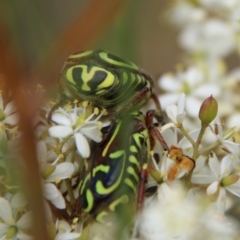 Eupoecila australasiae at Mongarlowe, NSW - 20 Jan 2021