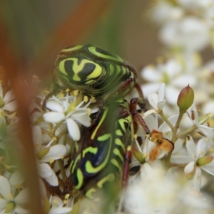 Eupoecila australasiae at Mongarlowe, NSW - 20 Jan 2021