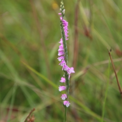 Spiranthes australis (Austral Ladies Tresses) at Mongarlowe, NSW - 20 Jan 2021 by LisaH