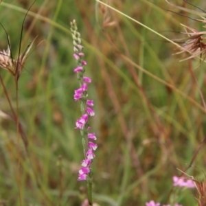 Spiranthes australis at Mongarlowe, NSW - 20 Jan 2021