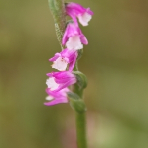 Spiranthes australis at Mongarlowe, NSW - 20 Jan 2021