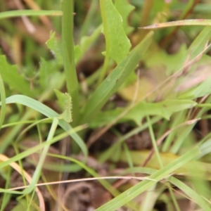 Spiranthes australis at Mongarlowe, NSW - 20 Jan 2021