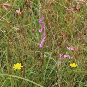 Spiranthes australis at Mongarlowe, NSW - 20 Jan 2021