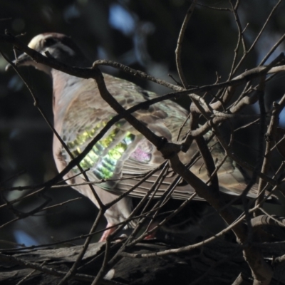 Phaps chalcoptera (Common Bronzewing) at Namadgi National Park - 19 Jan 2021 by KMcCue