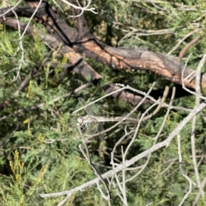 Orthetrum caledonicum at Penrose, NSW - 18 Jan 2021