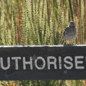 Anthus australis at Mount Clear, ACT - 20 Jan 2021 07:59 AM