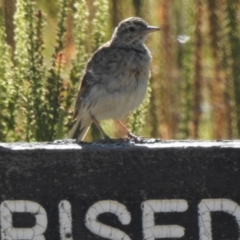 Anthus australis at Mount Clear, ACT - 20 Jan 2021