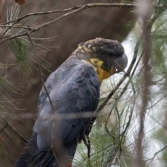 Calyptorhynchus lathami (Glossy Black-Cockatoo) at Wingello - 19 Jan 2021 by NigeHartley