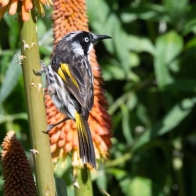 Phylidonyris novaehollandiae (New Holland Honeyeater) at Penrose - 8 Dec 2020 by NigeHartley