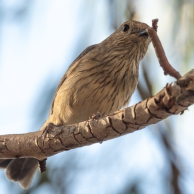 Pachycephala rufiventris (Rufous Whistler) at Penrose, NSW - 4 Dec 2020 by NigeHartley