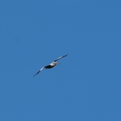 Pelecanus conspicillatus (Australian Pelican) at Penrose, NSW - 26 Nov 2020 by NigeHartley