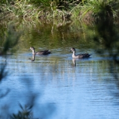 Anas gracilis (Grey Teal) at Penrose, NSW - 10 Nov 2020 by NigeHartley