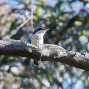 Todiramphus sanctus at Penrose, NSW - 10 Nov 2020