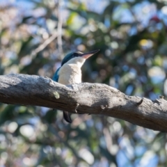 Todiramphus sanctus (Sacred Kingfisher) at Penrose, NSW - 10 Nov 2020 by NigeHartley