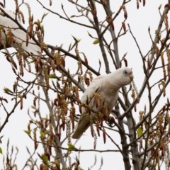 Cacatua sanguinea (Little Corella) at Wingecarribee Local Government Area - 5 Oct 2020 by NigeHartley