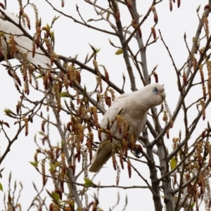 Cacatua sanguinea at Penrose - 6 Oct 2020