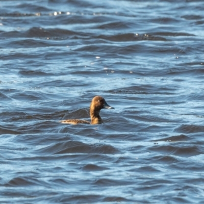 Aythya australis (Hardhead) at Bundanoon - 4 Aug 2020 by NigeHartley