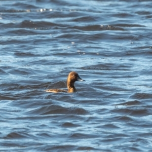 Aythya australis at Bundanoon, NSW - 5 Aug 2020