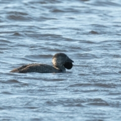 Biziura lobata (Musk Duck) at Wingecarribee Local Government Area - 5 Aug 2020 by NigeHartley