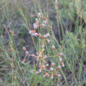 Fimbristylis dichotoma at Conder, ACT - 30 Nov 2020