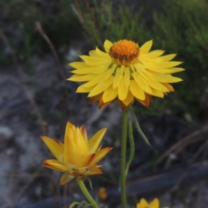 Xerochrysum viscosum at Conder, ACT - 30 Nov 2020