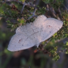 Casbia farinalis (Bleached Casbia) at Tuggeranong Hill - 30 Nov 2020 by michaelb