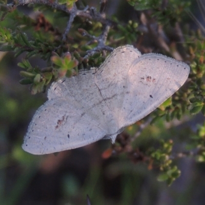 Casbia farinalis (Bleached Casbia) at Tuggeranong Hill - 30 Nov 2020 by michaelb