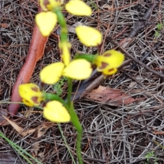 Diuris sulphurea (Tiger Orchid) at Downer, ACT - 24 Oct 2020 by MAX