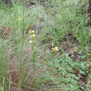 Diuris sulphurea at Downer, ACT - 25 Oct 2020