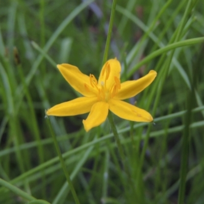 Hypoxis hygrometrica (Golden Weather-grass) at Conder, ACT - 30 Nov 2020 by MichaelBedingfield