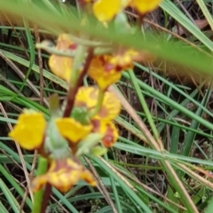 Diuris semilunulata (Late Leopard Orchid) at Mount Majura - 24 Oct 2020 by MAX
