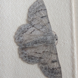 Crypsiphona ocultaria at Conder, ACT - 3 Jan 2021