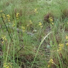 Diuris sulphurea (Tiger Orchid) at Downer, ACT - 25 Oct 2020 by MPW