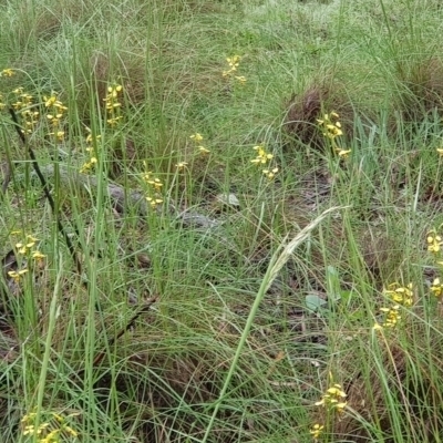 Diuris sulphurea (Tiger Orchid) at Mount Majura - 24 Oct 2020 by MAX